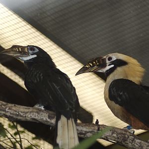 Tarictic hornbill (chester)