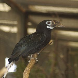 Tarictic hornbill (chester)