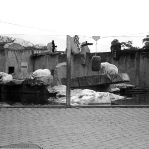 Stuttgart's Polar Bear enclosure 2001