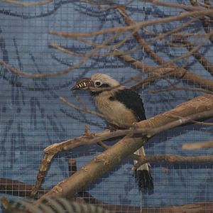 Tarictic hornbill (chester)