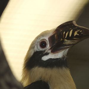 Tarictic hornbill (chester)