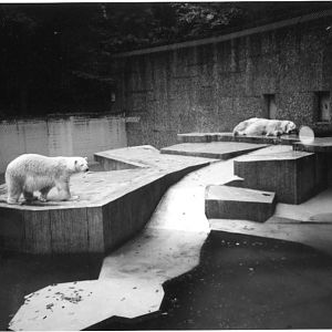 Polar Bears at Duisburg in 1998