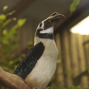 Tarictic hornbill (chester)