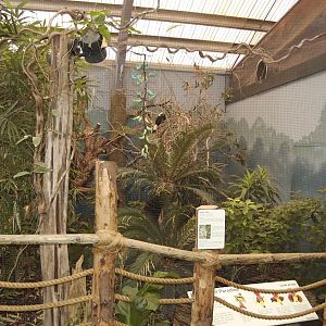 Tarictic hornbill Aviary