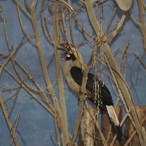 Tarictic hornbill (chester)