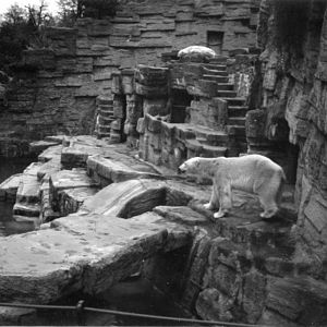 Vienna's Polar Bears in 1993