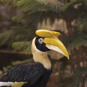 Great hornbill (chester)