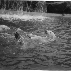 Polar Bears at Dublin in c.1999