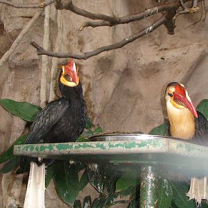 Writhed hornbills