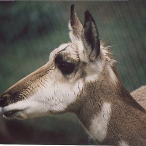 Pronghorn at LA Zoo, 2000