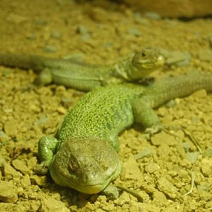 Eyed lizard (lacerta lepida)