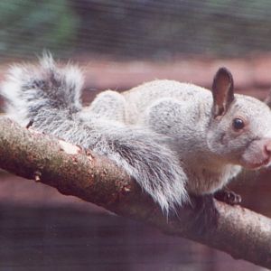 White-naped Squirrel at Marwell, c.1999