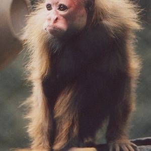 Red Uakari at LA Zoo 2000