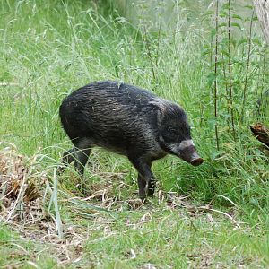 Negros Island Warty pig