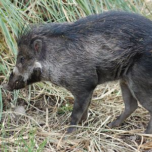 Negros Island Warty pig