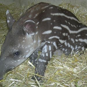 Baby Brazilian tapir