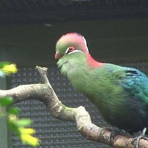 Fischer's turaco