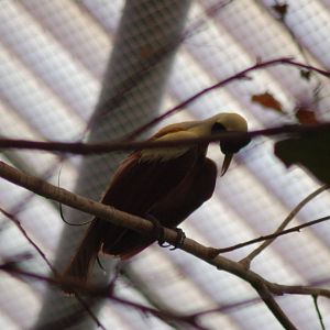 Red Bird of Paradise