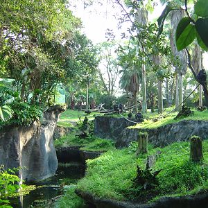 Chimp Exhibit at Busch Gardens (Myombe Reserve)