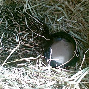 Echidna eating its Meat soup
