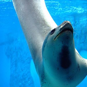 GSO Leopard seal
