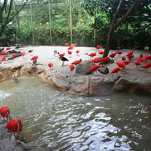 Scarlet Ibis, Jurong BirdPark