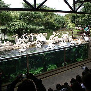 Pelican Cove, Jurong BirdPark