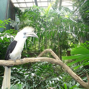 White-crowned Hornbill, Jurong BirdPark