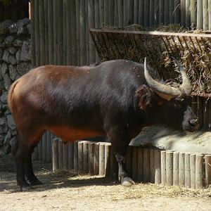 forest buffalo