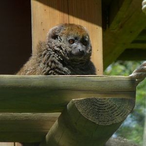 gentle lemur