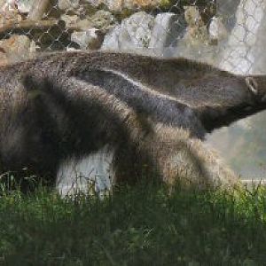 giant anteater