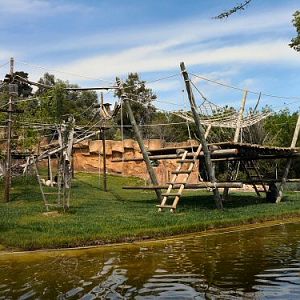 gorilla enclosure - temple of primates