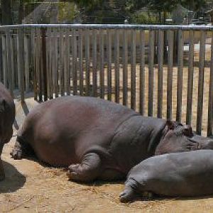hippo family