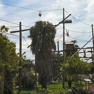 lar gibbon enclosure