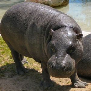 pygmy hippo