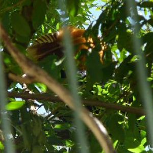 Shy blythe's hornbill - honest