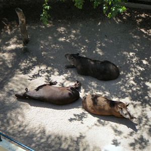 tapirs from cable car