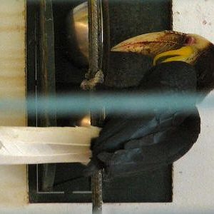 wreathed hornbill