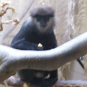 purple faced langur at Edinburgh zoo