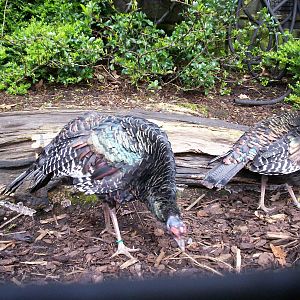 Ocellated turkey at Edinburgh zoo