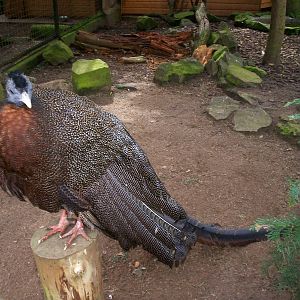 Malayan greater argus pheasanr at Edinburgh zoo