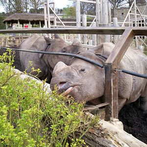 Indian rhino at Edinburgh zoo
