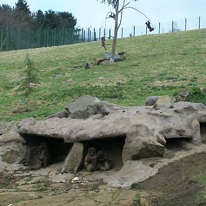 Gelada baboon at Edinburgh zoo