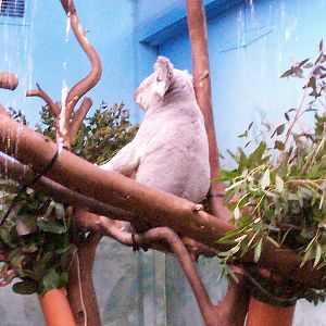 Koala at Edinburgh zoo