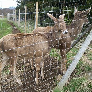 White lipped deer at Edinburgh zoo