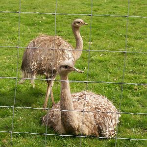 Darwins rhea at Edinburgh zoo