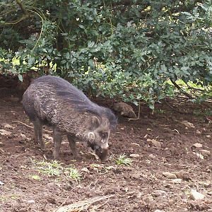 Visayan warty pig at Edinburgh zoo