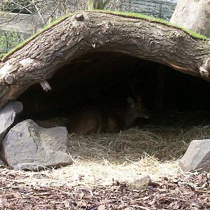 Bawean deer at Edinburgh zoo