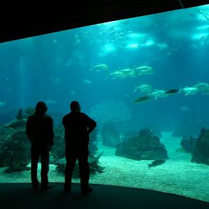 Central tank Lisbon Oceanario (aquarium)