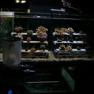 coral being grown at Lisbon Oceanario (aquarium)
